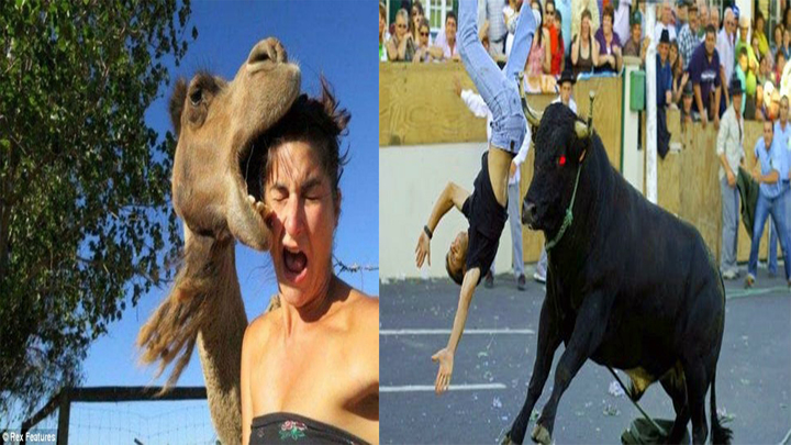 Video: Thót tim vì những pha tấn công con người hung hãn của động vật