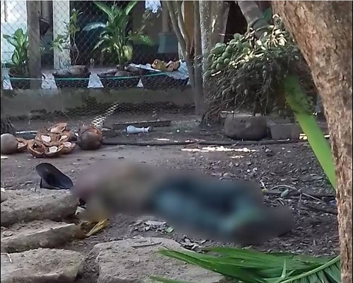 Trèo cây hái cau, ông cụ U60 ngã tử vong