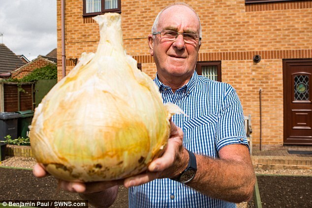 Cận cảnh củ hành tây 