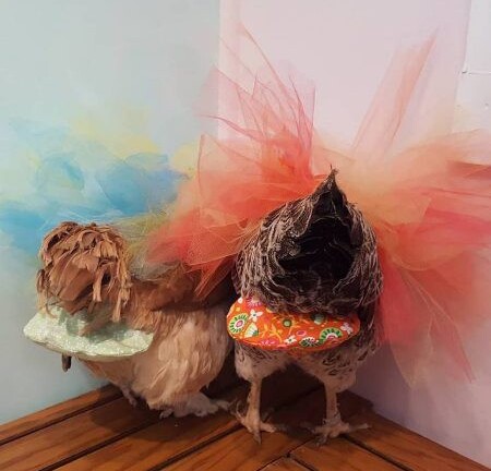 Kỳ lạ: Kiếm tiền tỷ mỗi năm nhờ sản xuất tã bỉm cho gà