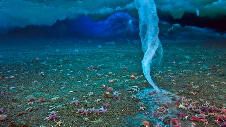 Ngón tay tử thần: Hiện tượng giết chết hàng loạt sinh vật dưới đáy biển trong tích tắc