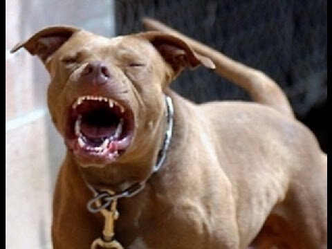 Hà Nội: Chó Pitbull nổi điên cắn chết người thân chủ nhà