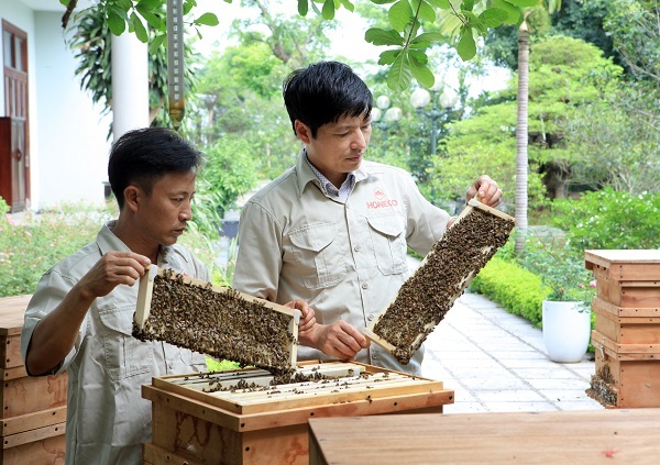 Vì sao Ong Tam Đảo được người tiêu dùng tuyệt đối yên tâm về chất lượng?