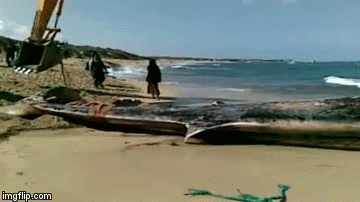 Video: Hồi hộp xem giải cứu chú cá voi 