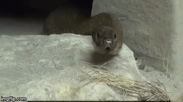 Video rùng mình với loài rắn sở hữu nọc độc đủ sát hại 100 người 1 lúc