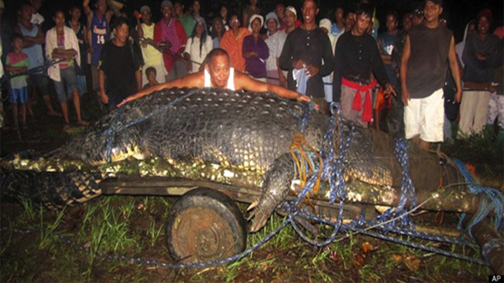 Video: Cận cảnh bắt con cá sấu lớn nhất thế giới ở Philippines nặng 1 tấn