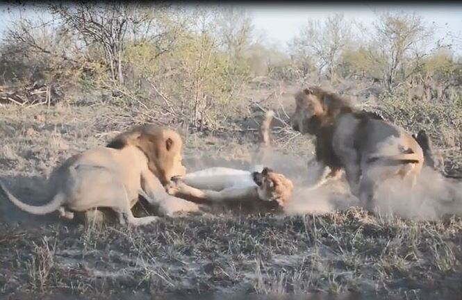Video: Sư tử đực quyết chiến với sư tử cái để giành lại miếng ăn