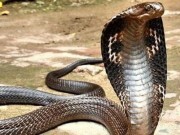 Video: Rắn hổ mang nặng 3kg, dài gần 3m bị tóm gọn ở TP. Hồ Chí Minh