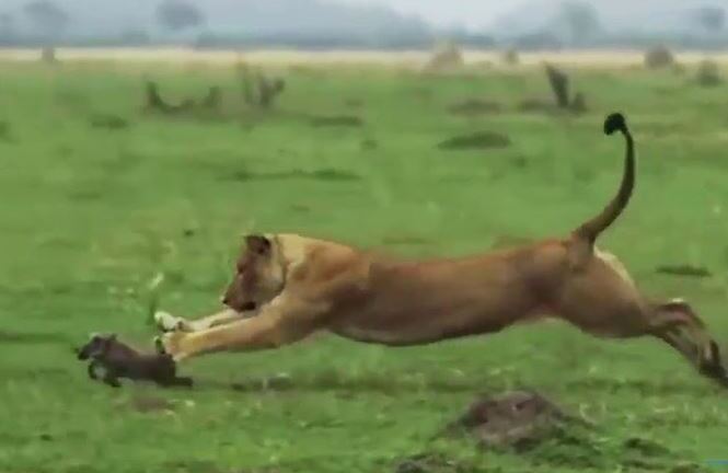 Video: Màn truy đuổi ngoạn mục và cái kết của lợn rừng dưới nanh vuốt sư tử 