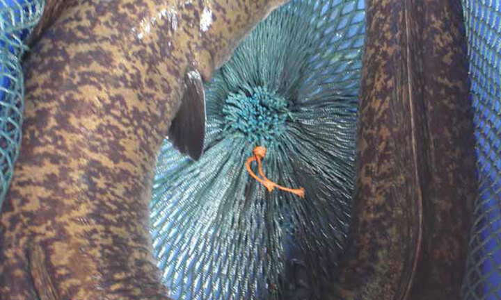 Huyền thoại về loài “thuồng luồng” khổng lồ hình dáng giống rắn biển ẩn mình dưới bùn sâu