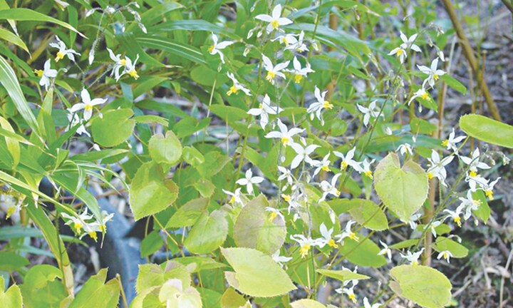 Tò mò về thảo dược