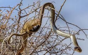 Video: Cầy mangut nhảy cao hơn nửa mét lôi cổ rắn trên cây xuống đất