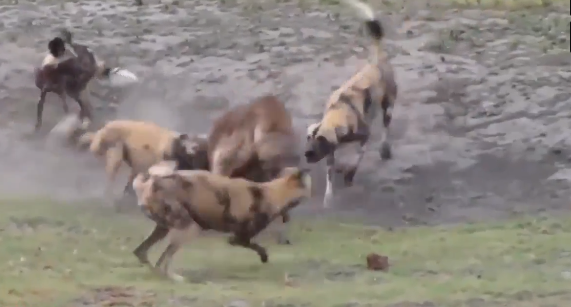 Video: Linh cẩu mang thai bị đàn chó hoang bao vây, tấn công