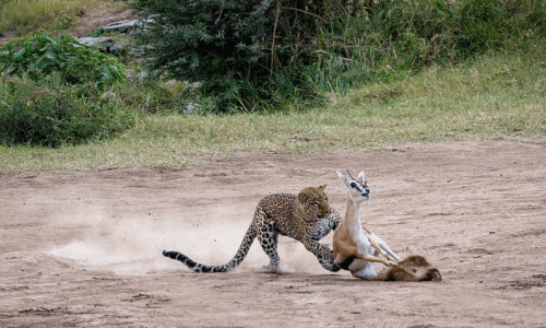 Video: Trận tử chiến kinh hoàng giữa báo hoa mai và linh dương
