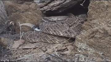 Clip: Bí mật rắn đuôi chuông, loài vật có thể giết chết con mồi ngay tức khắc