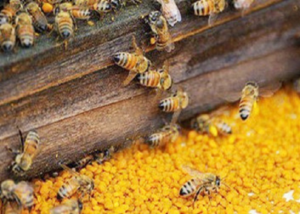 ForbesBooks ra mắt tại Mỹ cuốn sách đầu tiên của một doanh nhân Việt Nam