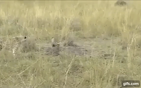 Video: Báo săn và cáo, cuộc chiến không cân sức với kết cục bất ngờ