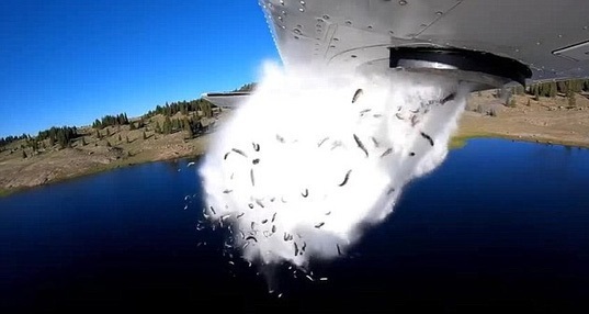 Video: Độc đáo cảnh máy bay Mỹ thả ào ạt hàng triệu con cá xuống hồ trên núi