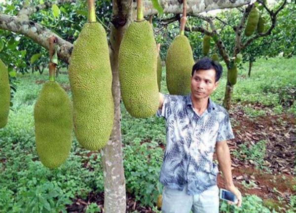 Kỳ lạ giống mít