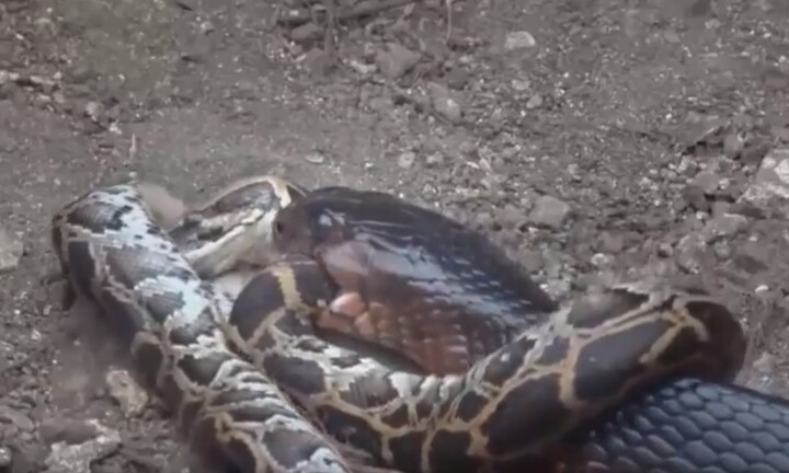 Video: Trận tử chiến khốc liệt giữa rắn hổ mang chúa và trăn gấm