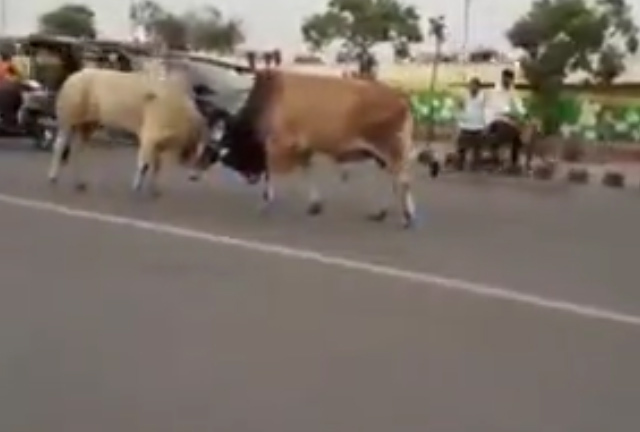 Video: 2 con bò húc nhau giữa phố, nhiều người bỏ chạy tán loạn