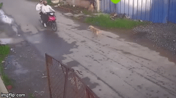 Clip: 10 thủ đoạn trộm chó khiến người người phẫn nộ