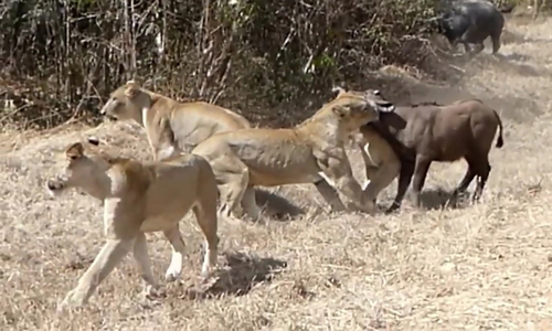 Video: 6 con sư tử cái hung dữ, lao tới hạ gục trâu trong tích tắc
