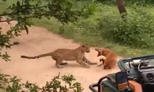 Video: Màn đối đấu bất ngờ giữa báo hoa mai và chó