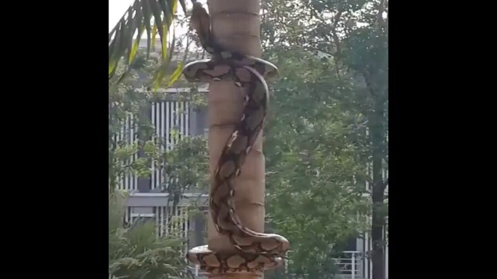 Video: Sởn da gà xem cảnh trăn trổ tuyệt kỹ leo cây