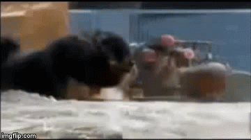 Clip: Những điều chưa biết về hai giống chó