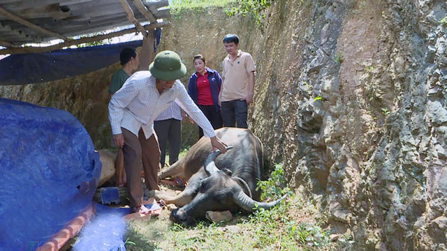 Nghệ An: Khống chế dịch tụ huyết trùng khiến trâu bò chết hàng loạt