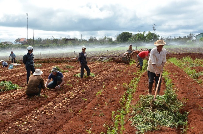 17 cơ sở kinh doanh nông sản Trung Quốc tại Đà Lạt bị điểm tên