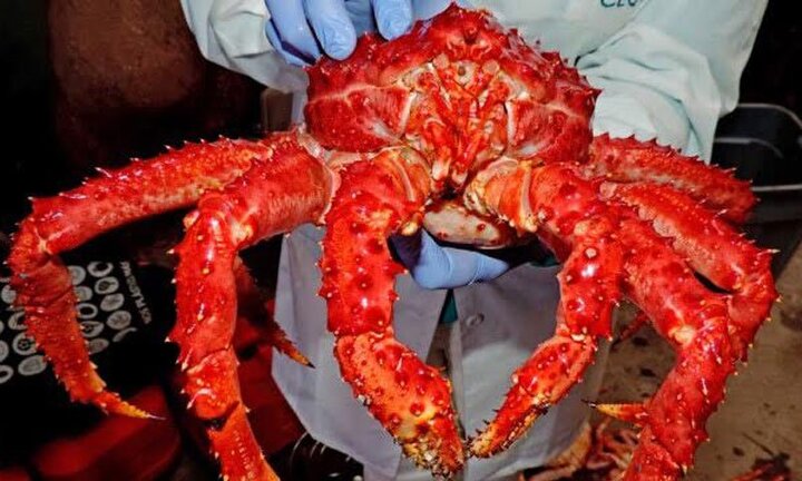 Đại gia Việt xếp hàng chờ thưởng thức chân cua Hoàng đế có giá 4 triệu đồng 