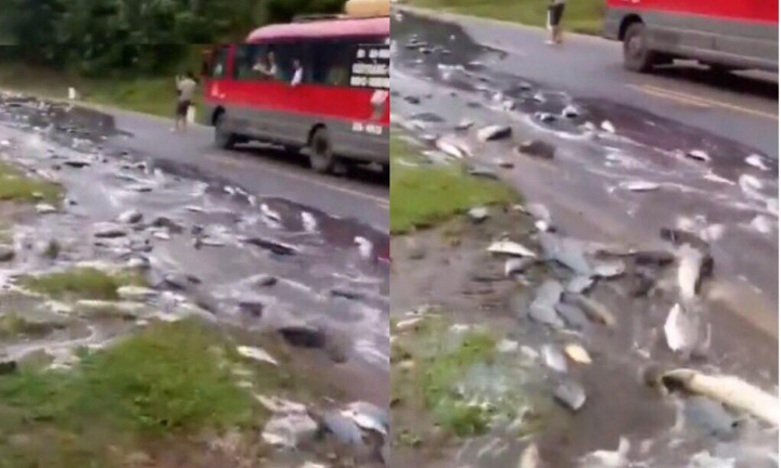 Video: Xe tải lật giữa đường, hàng tấn cá chảy như suối trên quốc lộ