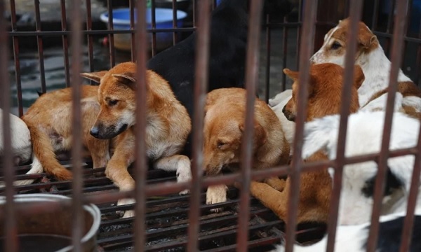 Giới lập pháp Mỹ vận động cấm ăn thịt chó, yêu cầu Trung Quốc nên làm theo