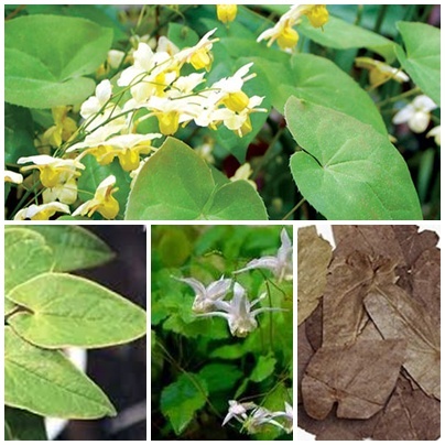 Bài thuốc trị u xơ tuyến tiền liệt