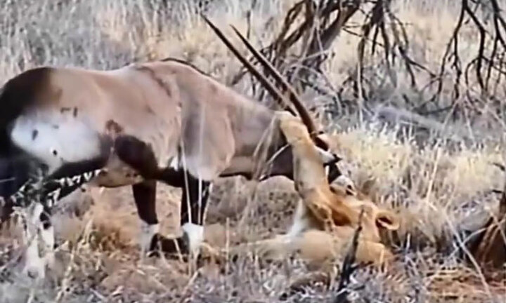Video: Cuộc đụng độ khốc liệt giữa linh dương sừng kiếm và đàn sư tử