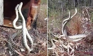 Video: Trận kịch chiến tranh giành lãnh thổ của trăn thảm