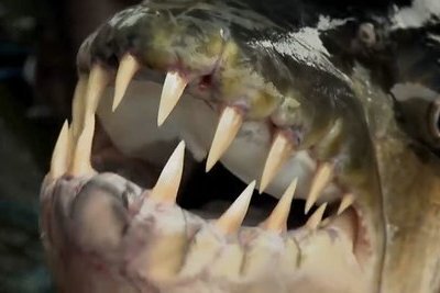 Video: Bắt được cá hổ Goliath ăn thịt tàn bạo nhất châu Phi