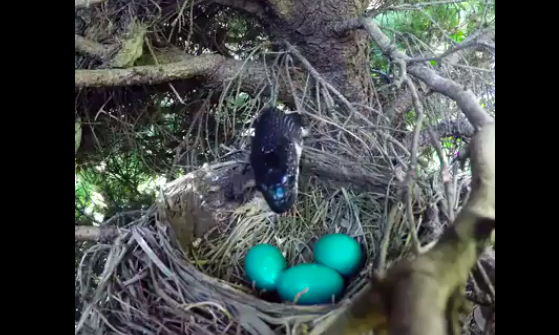 Video: Rắn lẻn lên cây tham lam nuốt chửng 4 quả trứng chim