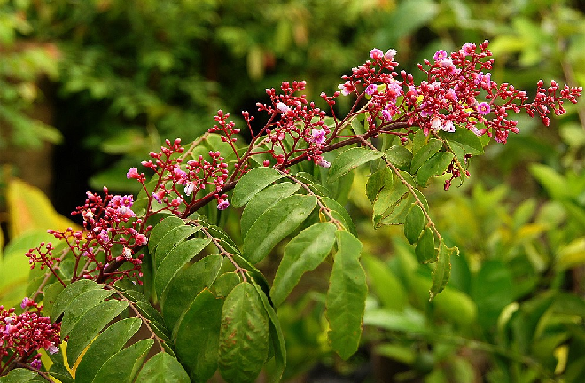 Những bài thuốc chữa viêm da cơ địa từ thiên nhiên