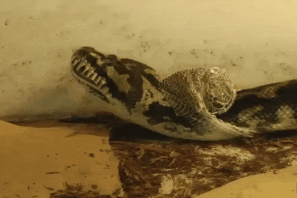 Clip cận cảnh quá trình trăn lột xác đầy ngoạn mục