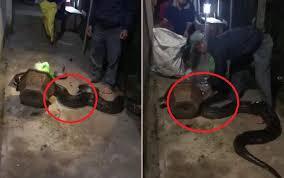 Video: Tóm gọn trăn khủng bò vào nhà dân lúc nửa đêm tại Bình Dương