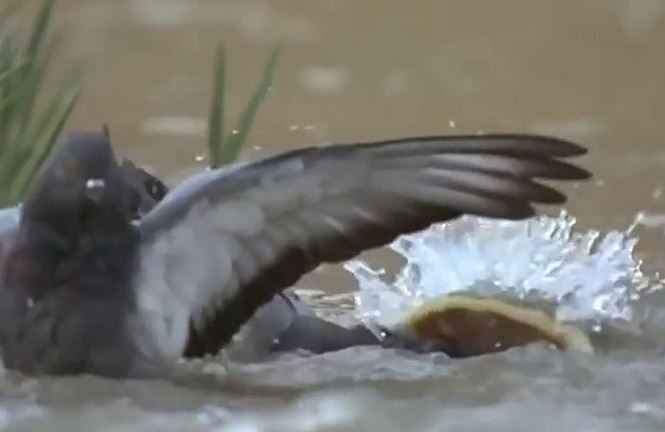 Video: Bồ câu xấu số bị cá trê dài 2,5m nuốt chửng trong nháy mắt