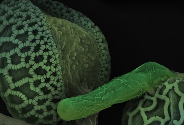 Video: Cận cảnh màn