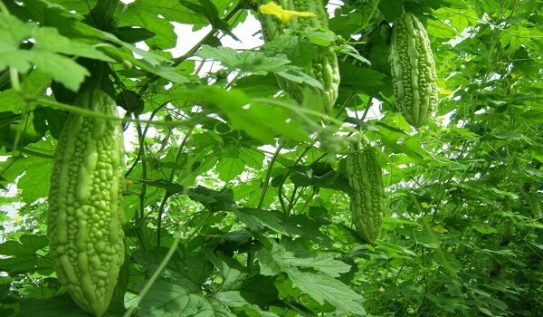 Mẹo hay dân gian dễ làm giúp trị rôm sảy cho bé ngay tại nhà