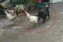 Video: Chú chó ngộ nghĩnh can ngăn 2 con gà trống đánh nhau