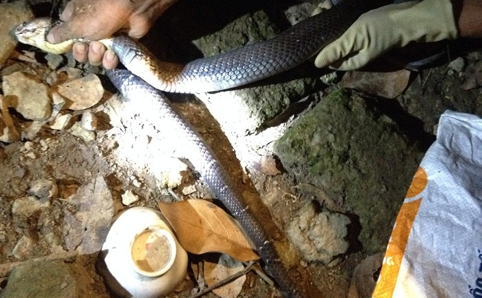 Vụ bắt rắn hổ mang nặng 2kg ở Lạng Sơn: Lần thứ 7 gia đình đối mặt với loài vật nguy hiểm