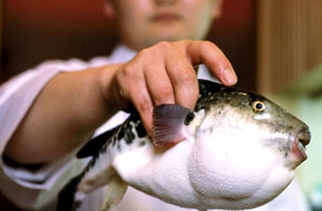 Ăn món cá nóc khoái khẩu, nhiều người suýt mất mạng