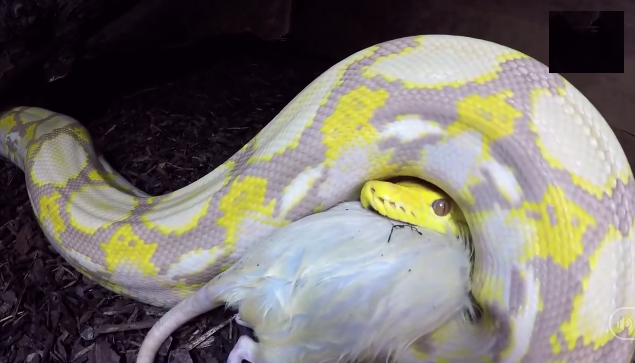 Video: Rùng mình cặp vợ chồng sống chung với 80 loài rắn